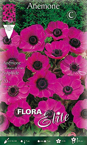 Bulbes AUTUNNAL ANEMONE THE BRIDE SYLPHIDE Lot de 20 bulbes Bulbes