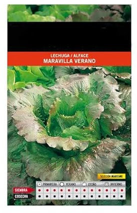 Semillas Lechuga Maravilla de Verano Semillas para Cultivar Plantas de Huerto en el Hogar