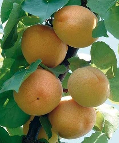 Albicocco Precoce di Imola - Prunus armeniaca Pianta da Frutto Frutta Foto Reali