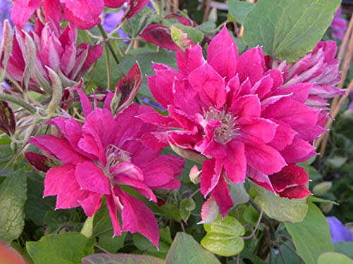 Clematite.net 103267