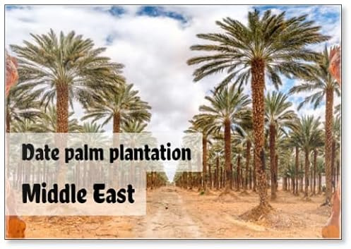 Plantation of Date Palms, Agriculture Industry in Desert Areas of The Middle East, Fridge Magnet