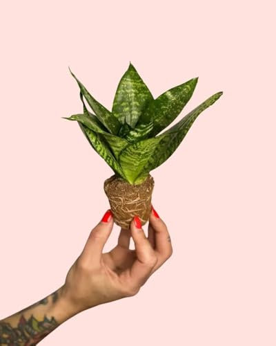 Sansevieria Trifasciata Green Star | Mini Planta Natural | Pur Plant
