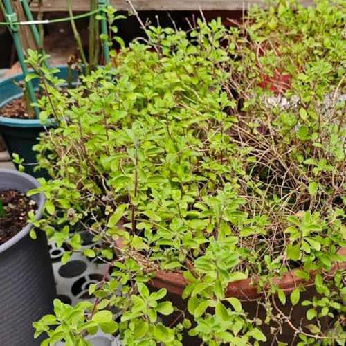 semi di maggiorana da balcone vecchie varietà giardino di da interno selvatiche, resistenti in vaso serre balcone letto rialzato per 350pcs