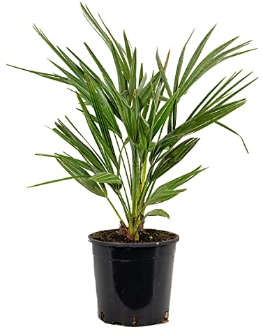 Bloomique - Chamaerops Humilis - Palmier nain européen - Palmier rustique - Plantes de jardin - Hauteur 60-70 cm - Pot 19 cm