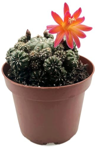 Fangblatt - Matucana polzii im Ø 13 cm Topf - lebhafter, exotischer Kaktus, perfekt für Ihre kreative Pflanzensammlung