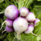 Semillas de nabo fresco morado 60 piezas