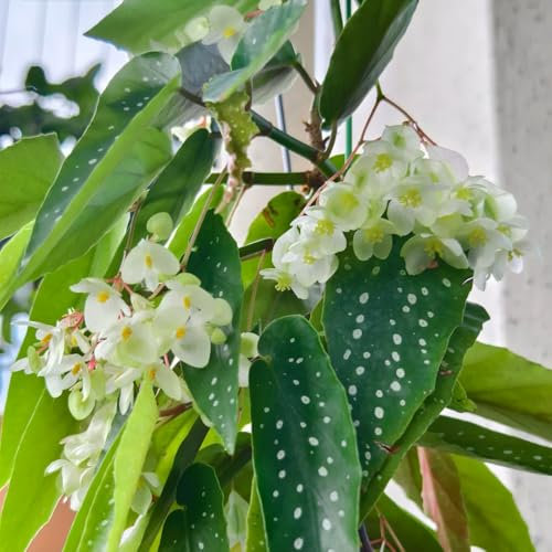 Forellenbegonie Pflanze Samen - büropflanzen, zimmerpflanzen Begonia maculata, pflanzen garten bonsai samen winterharte balkonpflanzen samen alte sorten grünpflanzen zimmerpflanzen 50pcs