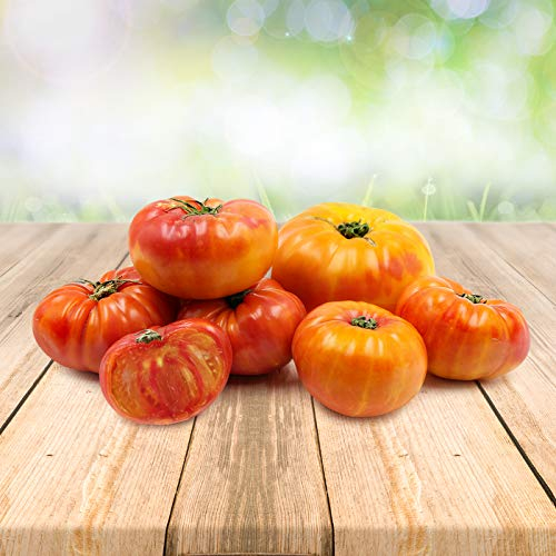 Tomato ''Ananas'' 25 x Samen aus Portugal 100% Natursamen ohne chemische Anzuchthilfen oder Gentechnik