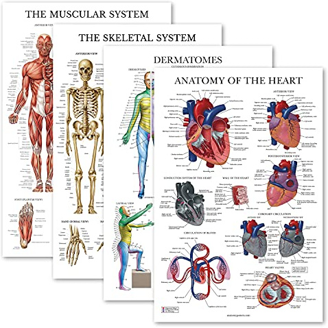 Lot de 4 posters anatomiques laminés - Musculaire, squelettique, dermatomes, anatomie du cœur - Ensemble de cartes anatomiques (laminé, 45,7 x 68,6 cm)