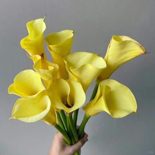 Bulbi di calla, bulbo di rare Zantedeschia aethiopica, esotiche resistenti sono resistenti decorativi da giardino per 2pcs