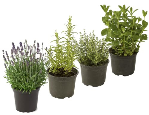 DECOALIVE, Set Lavanda, Romero, Tomillo y Menta Hierbas Aromáticas en Maceta para el Hogar