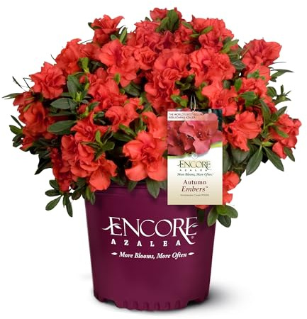 Encore Azalea Embers Azalea, 2 Gal, Red