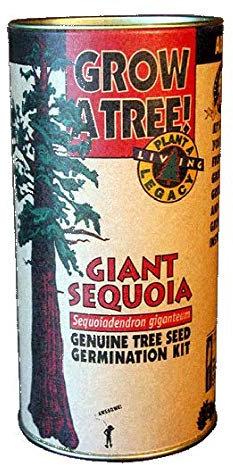 Semi di germinazione: The Jonsteen Company - Sequoia gigante