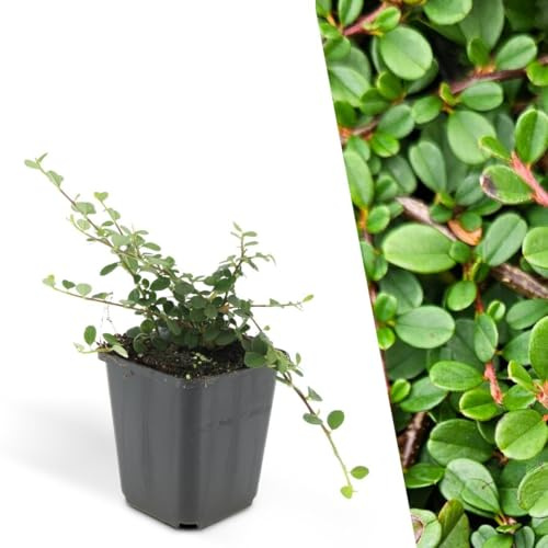 Plants by Frank | 60 Plantes de cotoneaster | Cotoneaster praecox 'Streib's Findling' | Couvre-sol rustique | Plantes vivaces | Arbustes persistants | Plantes d’extérieur | Jardin
