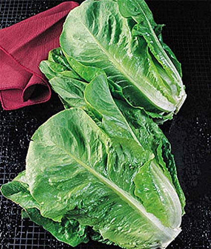seedsown Laitue, Parris Island Romaine graines de laitue, organiques, Non ogm, 50 graines par EMB
