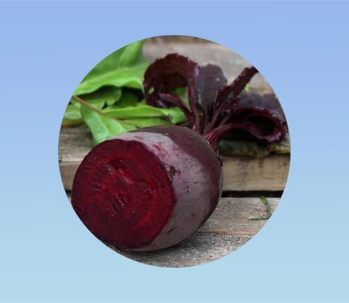50 graines de betterave bulls blood - légumes - jardin - potager -