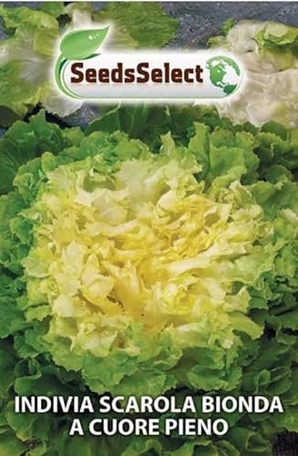 SEMI SEMENTI DI INDIVIA SCAROLA BIONDA A CUORE PIENO IN BUSTINA