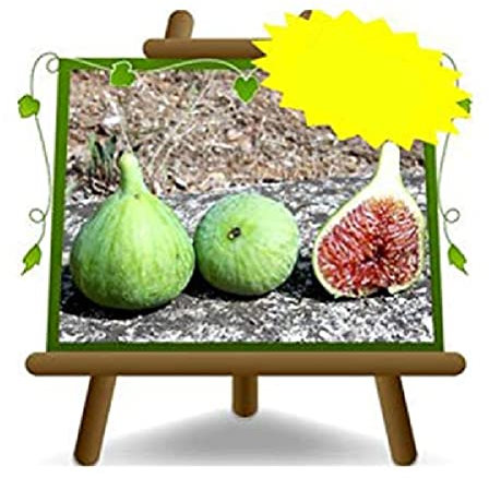 Figue Verdone - Plante fruitière vieux sur pot 20 - arbre max 170 cm - 2 ans