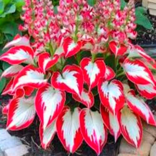 Bulbes d'hosta vivaces, rares et beaux en vrac, plantation professionnelle pour de superbes présentations de jardin - 4 bulbes-A