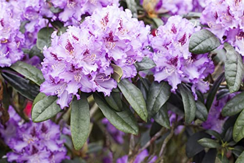 Rhododendron Hybr. 'Blue Peter' 30-40 cm - Rhododendron, blaue Blüten mit purpurnem Auge, Blütezeit Mai-Juni, ideal für Halbschatten, immergrün, winterhart