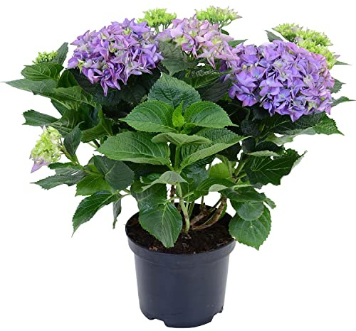 DECOALIVE Hortensia Planta Natural con Flor de Color Azul