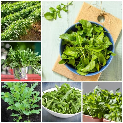 rucola samen winterhart - rucola pflanzen samen, pflanzensamen, gemüsesamen alte sorten rucolasamen bio mehrjährig, gemüse bio saatgut, grünpflanzen zimmerpflanzen wintergemüse 100pcs