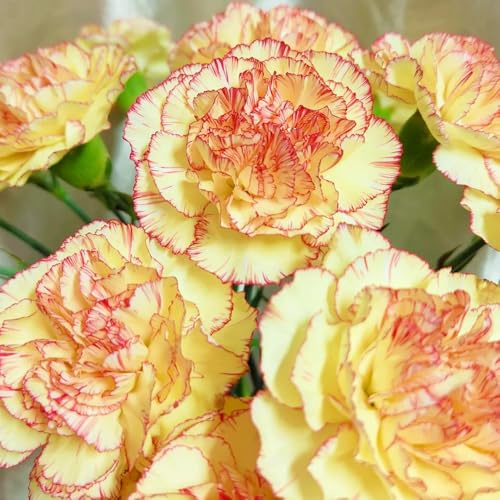 Semi di garofano, regali per gli amanti del giardino di garofano selvatico, regali da giardino per le donne semi di perenni 800pcs