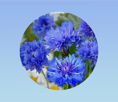 500 graines Centaurée bleues - Fleurs bleues à violettes - plante pour balcon et conteneur - Centaurea cyanus -Fleur de Zacharie -