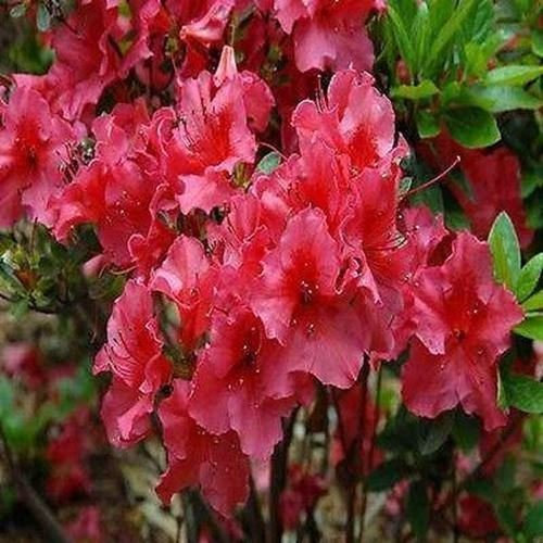 50 Semi - Semi Rododendro Rosa azalea Arbusto (Rhododendron ferrugineum)