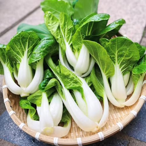 cavolo cinese, semi di pak choi, resistenti per giardini rocciosi invernali sostenibili verdi vecchie varietà di resistenti aromatiche 500pcs