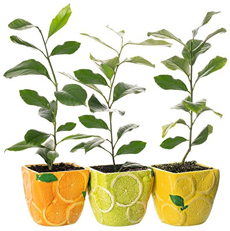 Potted Citrus Houseplant Trio - Lemon, Lime & Orange Tree | Evergreen Indoor Live Potted Plant | Fruit Plant for Conservatory, Living Room, Patio, Home, Office | 3 x 9cm Pot, 20-30cm Incl. Pot