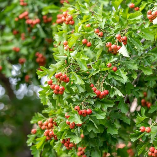 semillas de espino - arboles de jardín para hombres, columnar resistente, balcón resistentes cama elevada para balcón semillas 120pcs