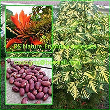 Potseed Germination 5 Seeds: Erythrina variegata, Seds des Plantes rares, Belles Feuilles, Tiger Claw, Arbre Corail