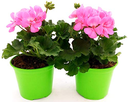 POWERS TO FLOWERS - GERANIO ZONALE HERCULES, PELARGONIUM, 2 PIANTE VASO 14, ROSA, piante vere