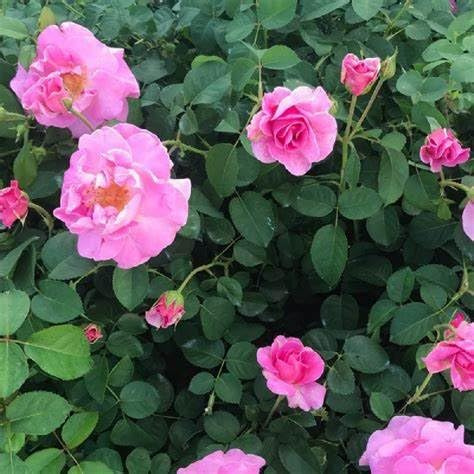 Brindabella First Lady Rose – Lavender-Pink Double Shrub Rose, Fragrant, Disease-Resistant, 3-4 Ft Height – Live Shrub Rose Plant (Liner/Starter Plant)