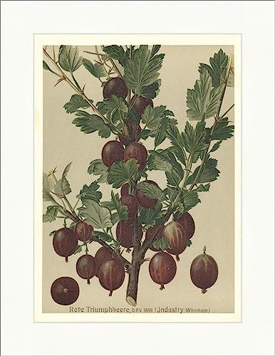 Biller Antik Baya triunfo roja Triumpberry Grosella espinosa Fruta Faks_Frutas 20