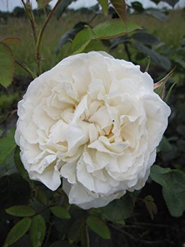 Rosa Winchester Cathedral ® Synonym Auscat ® - Englische Rose - Austin Rose