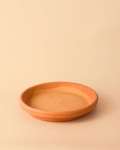 Pur Plant Plato de Maceta Terracota 22cm | Interior y Exterior