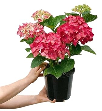 Hydrangea Pink Viva en Maceta – Hortensia Rosa Natural Floración Larga y Color Encantador