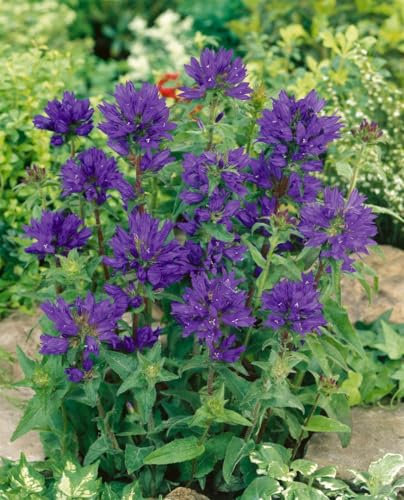 Campanula glomerata 'Superba' 9x9 cm Topf – Winterhart, Mehrjährig, Pflegeleicht – Knäuel-Glockenblume – Staude für Beet & Rabatte