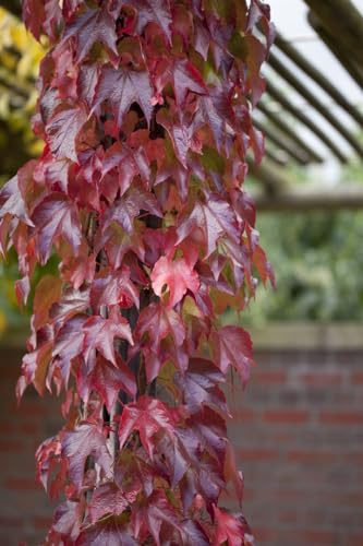 Parthenocissus tricuspidata 'Veitchii Robusta' 60-100 cm - Wilder Wein, leuchtend rote Herbstfärbung, ideal für Fassadenbegrünung, pflegeleicht und winterhart