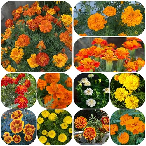 semi di calendula - calendula - balcone, decorativi di selvatici da balcone, recisi resistenti per il giardino, 900pcs