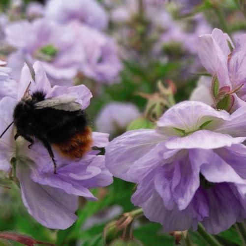 Geranium cantabrigiense 'Biokovo' - Disease-Resistant Hardy Perennial with Lilac-Blue Double Flowers – 3X 9cm Potted Plant by Thompson & Morgan