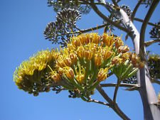 Rare Agave parryi @ Succulente Mescal secolo pianta esotica Garden Seed - 15 Semi