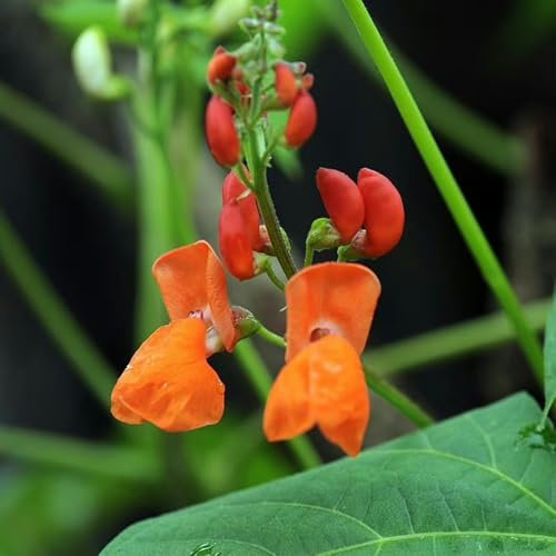 100 Pcs Feuerbohnen Pflanzen Samen - Bohnen Samen Gemüse Bio Saatgut, Grünpflanzen Zimmerpflanzen Feuerbohnen Saatgut Bio Bohnensamen, Bonsai Samen, Bio Samen Gemüse, Blumensamen Balkon