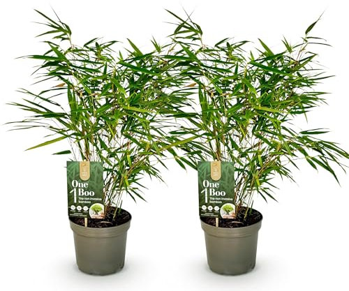 GreenboutiQ - Bambou - Fargesia rufa - Vert - 2 Plantes - Persistant - Non envahissant - Pot 17cm Hauteur 60cm