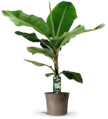Pianta di banano (Musa) - 120-135cm - Ø27cm - Pianta d'appartamento - Sempreverde
