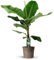 Bananenpflanze (Musa) - 125-140cm - Ø27cm - Zimmerpflanze - Immergrün