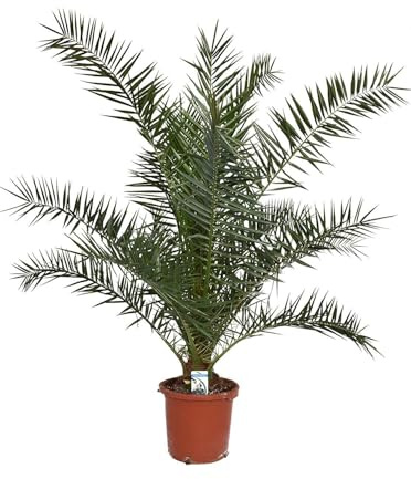 XXL Kanarische Dattelpalme 200 cm – Phoenix canariensis, Phönixpalme, Pflegeleicht, Exotische Zimmerpflanze für Garten & Terrasse, Groß & Dekorativ