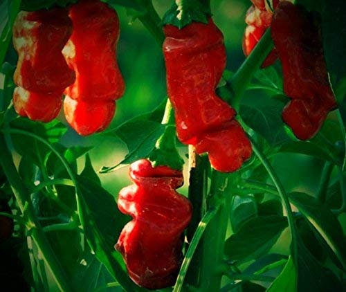 RWS annuum 100 semillas de chile pene, semillas de pimienta Pedro, pimiento,calientes chiles